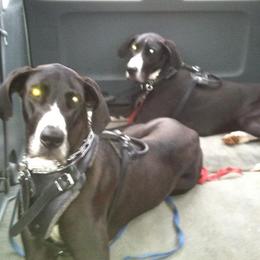 Great Danes from Kwdanes