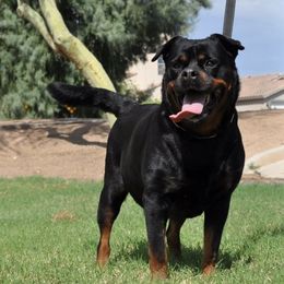 Berta - Rottweiler
