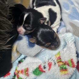 Yorkshire Terrier Puppies from Sonshine Yorkies