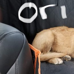 Golden Retriever All Grown Up from Nelsons Goldens