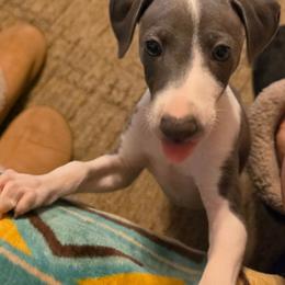Jacob - White and blue male Italian Greyhound puppy in Clarksville, Arkansas from Moon Valley Italian Greyhounds
