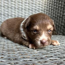 Langley - Red tri male Miniature Australian Shepherd puppy in Loretto, Tennessee from K Kountry Farm