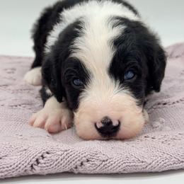 Tux - Black and white male Bernedoodle puppy in Claremont, North Carolina from Magnolia Grove Farms