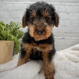 Blue colored male - Black and tan male Welsh Terrier puppy in Marshallville, Ohio from Anne's Pups