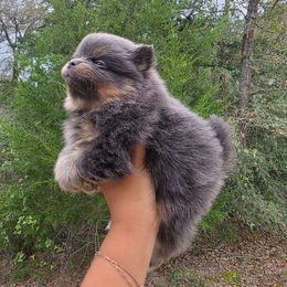 Gene Belcher - Blue and tan male Pomeranian puppy in Smithville, Texas from Lafary Poms