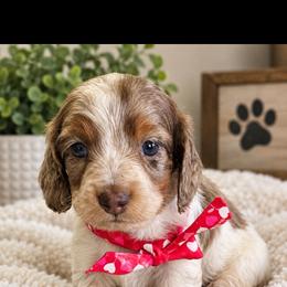 Tanner - Piebald male Dachshund puppy in Utica, Ohio from Poodle Me Crazy