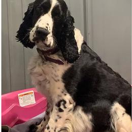 Cricket - English Springer Spaniel