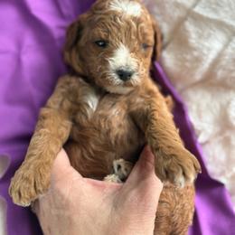 Phoenix - Parti female Poodle puppy in Mount Vernon, Illinois from AMC Poodles