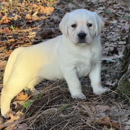 Aspen - Yellow female Labrador Retriever puppy in Cave Junction, Oregon from Serenity Labradors