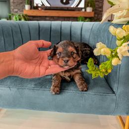 .. P I T A .. ( teddy bear ) - Tri-color female Yorkipoo puppy in Pleasant View, Utah from Anchor Dogs