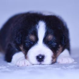 Daisy - Black tri-color female Australian Shepherd puppy in Easton, Missouri from MMA Kennel