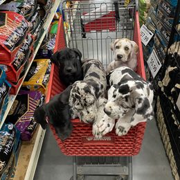 Great Dane Puppies from Mountain Valley Danes