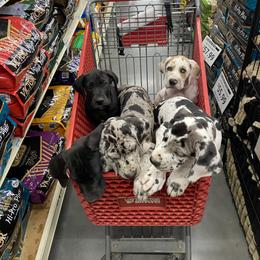 Great Dane Puppies from Mountain Valley Danes