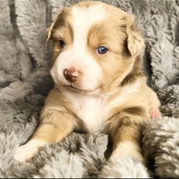 Australian Shepherd Puppies from Lost Coast Aussies