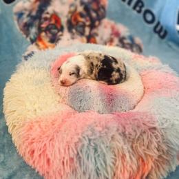Romeo - Blue merle male Australian Shepherd puppy in Williston, Florida from Over The Rainbow Aussies