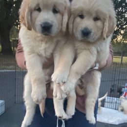 Golden Retriever Puppies from Homeward Bound Goldens