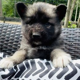 Girl 1 - Black and cream female Shiloh Shepherd puppy in Newton, New Hampshire from Smokeshow Shilohs and Shepherds