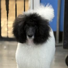 Harley - Poodle