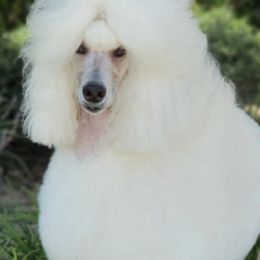 Poodles from Desert in the South Standard Poodles