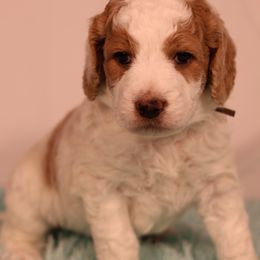 Ryan - Parti male Goldendoodle puppy in Windsor, Colorado from Front Range Family Doodles
