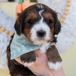 Johnny - Sable male Bernedoodle puppy in Lehi, Utah from Heart J Bernedoodles