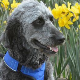 Goldendoodles from Love2Doodle