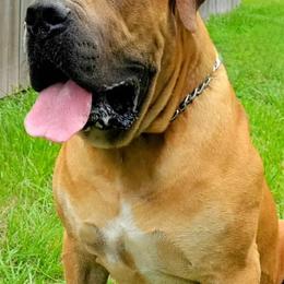 Boerboels from BMF, LLC