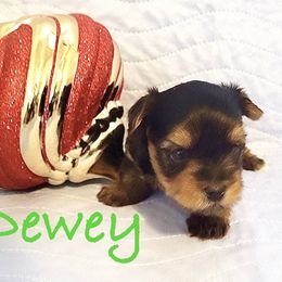 Dewey - Black and tan male Yorkshire Terrier puppy in Fairview, West Virginia from Prims Puppies LLC