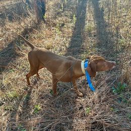 Rita - Vizsla