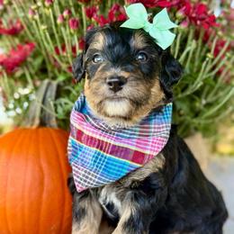 Mint - Tri-color female Bernedoodle puppy in Hesperia, Michigan from Red Acres Poodles & Doodles