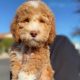 Green - Apricot male Goldendoodle puppy in Reno, Nevada from Darling Doodles