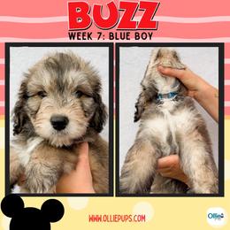 Buzz (Blue) - male Golden Mountain Doodle puppy in Boiling Springs, South Carolina from OlliePups, LLC