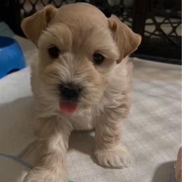 Rory - Wheaten male Miniature Schnauzer puppy in Grayson, Kentucky from Seventh Heaven Schnauzers
