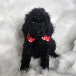 Miss Red - Black female Goldendoodle puppy in Cumming, Georgia from Chattahoochee Kennels