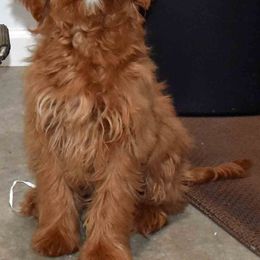 Goldendoodle Puppies from Hilltop Pups By Abby,LLC