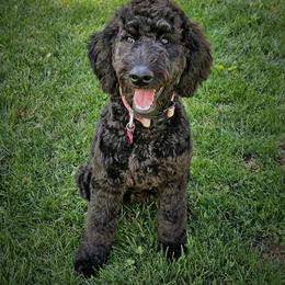 Reba - Black female Double Doodle puppy in Jeddo, Michigan from Bert's Doodles