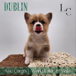 Dublin - Sable male Pembroke Welsh Corgi puppy in Pine Village, Indiana from NL Horsemanship