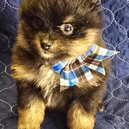 Lg Boy 1 - Black and tan parti male Pomeranian puppy in Bloomingdale, New Jersey from Bella Luna Pomeranians