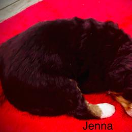 Jenna OFA - Black rust and white female Bernese Mountain Dog puppy in Strasburg, Ohio from Lois Allison