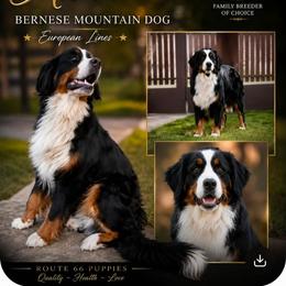Kira - Bernese Mountain Dog