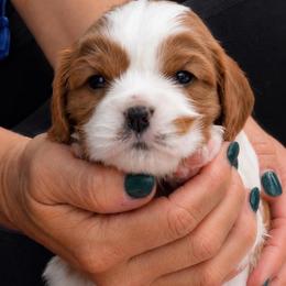 Obi - Blenheim male Cavalier King Charles Spaniel puppy in Greensboro, North Carolina from Hyde Park Cavaliers