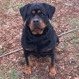 Nala - Black and mahogany female Rottweiler puppy in Industry, Illinois from KDKs Kennels