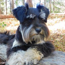 Silas - Miniature Schnauzer