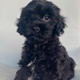 Oreo - Black and white male Cavapoo puppy in Van Alstyne, Texas from Home Grown Puppies