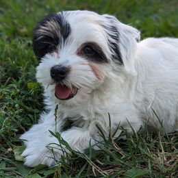 Lilac - White Havanese puppy in Perryville, Missouri from MT's Havanese
