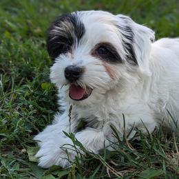 Lilac - White Havanese puppy in Perryville, Missouri from MT's Havanese