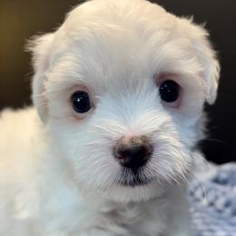 Jackalope - White male Coton de Tulear puppy in Howard City, Michigan from Petite Joie Puppies