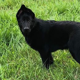 Belgian Malinois and German Shepherd Puppies from Leash of Honor LLC