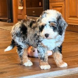 Shasta - Blue merle female Miniature Australian Shepherd puppy in Talihina, Oklahoma from Lockhart Mini Aussies