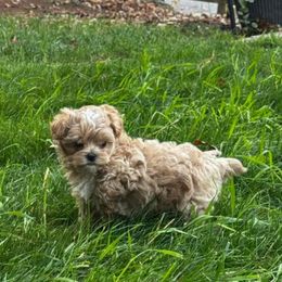 High calibre - White and tan male Maltese puppy in Taylorsville, North Carolina from SilverLining highlands and hounds